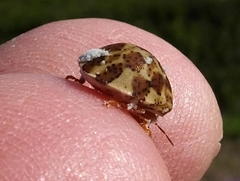 Sphaerocoris testudogrisea