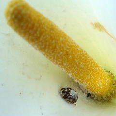 Sphaerocoris testudogrisea