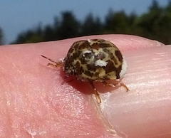 Sphaerocoris testudogrisea