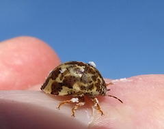 Sphaerocoris testudogrisea