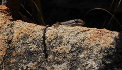 Trachylepis