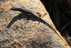 Trachylepis