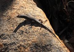 Trachylepis