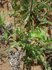 Tragus berteronianus