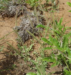 Tragus berteronianus