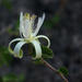 Small-leaf White Raisin - Photo (c) Wynand Uys, some rights reserved (CC BY), uploaded by Wynand Uys