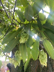 Carpinus japonica