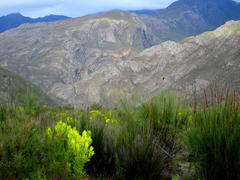 Leucadendron microcephalum