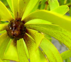 Leucadendron microcephalum
