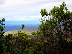Leucadendron microcephalum