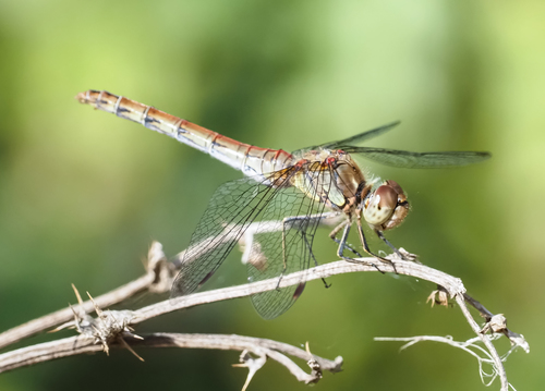 Sympetrum striolatum