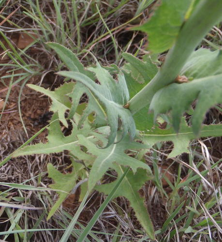 Milk Thistle (Sonchus wilmsii)