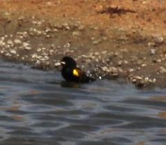 Euplectes capensis capensis