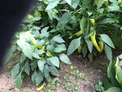 Piperales