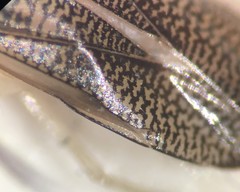 Trichocorixa reticulata