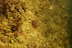 Bispira pacifica