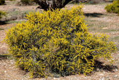 Acacia nyssophylla