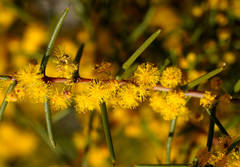 Acacia nyssophylla