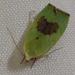 Spiny Bollworm - Photo no rights reserved, uploaded by Leslie W. Powrie