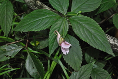 Impatiens oxyanthera