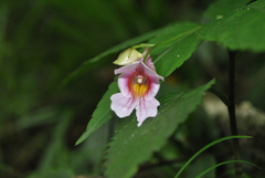 Impatiens oxyanthera