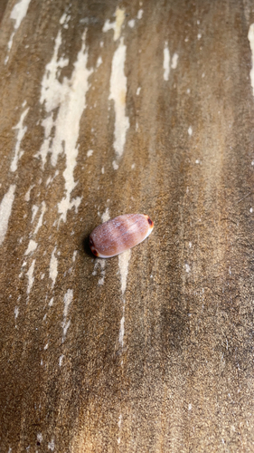 Luria isabella observed 2021-09-12