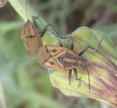 Spilostethus rivularis