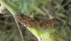 Spilostethus rivularis