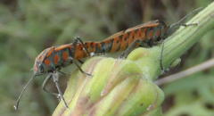 Spilostethus rivularis
