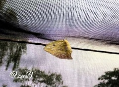 Phoebis neocypris virgo