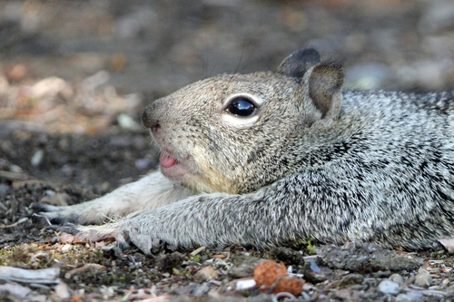 Douglas's Ground Squirrel