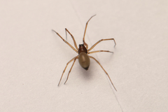 Bathyphantes gracilis