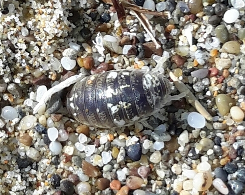 Alloniscus perconvexus