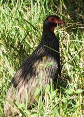 Pternistis afer castaneiventer