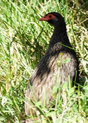 Pternistis afer castaneiventer