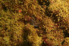 Bispira pacifica
