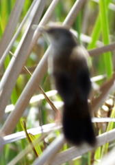 Bradypterus baboecala baboecala