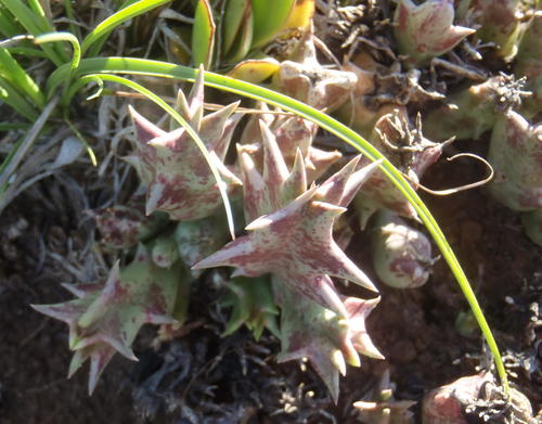 Ceropegia lutea