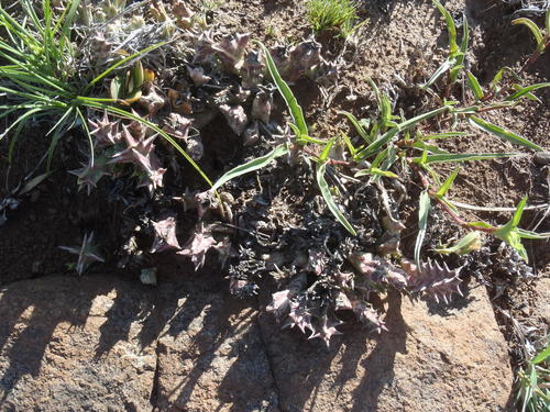 Ceropegia lutea