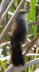 Bradypterus baboecala baboecala