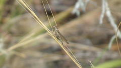 Platycypha fitzsimonsi