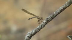 Platycypha fitzsimonsi