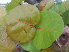 Coccoloba uvifera