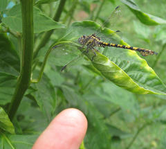 Paragomphus cognatus