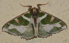 Victoria fuscithorax