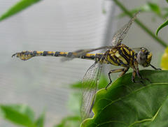 Paragomphus cognatus