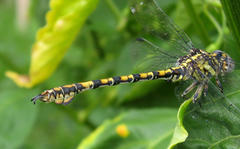 Paragomphus cognatus