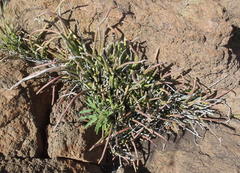 Cynanchum viminale viminale