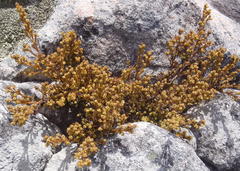 Thesium ericifolium