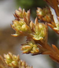 Thesium ericifolium